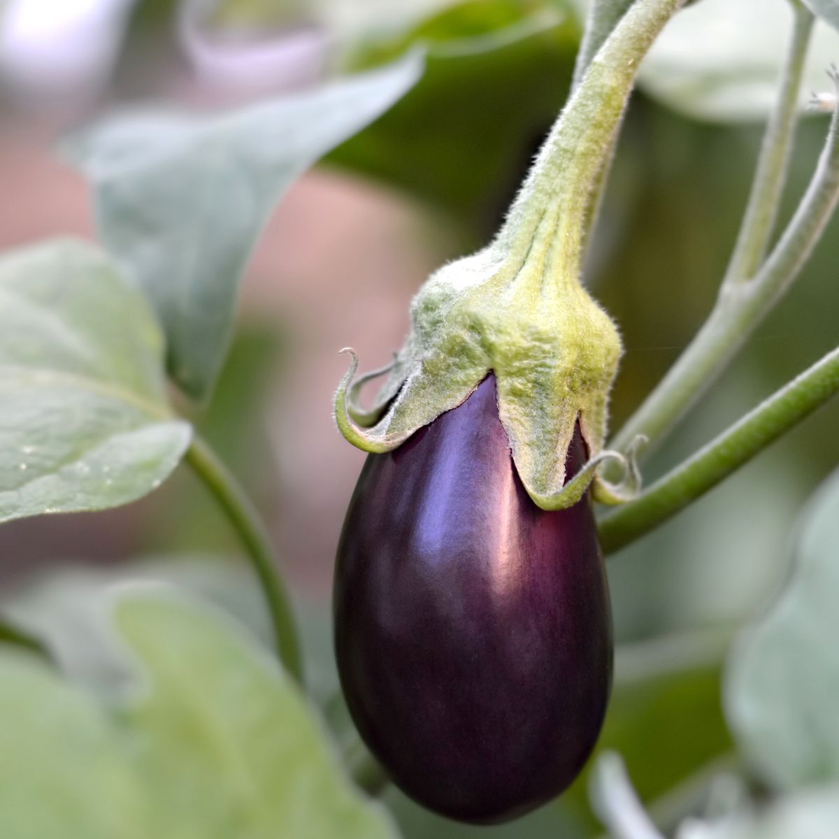 Beautiful purple eggplant ready to harvest.