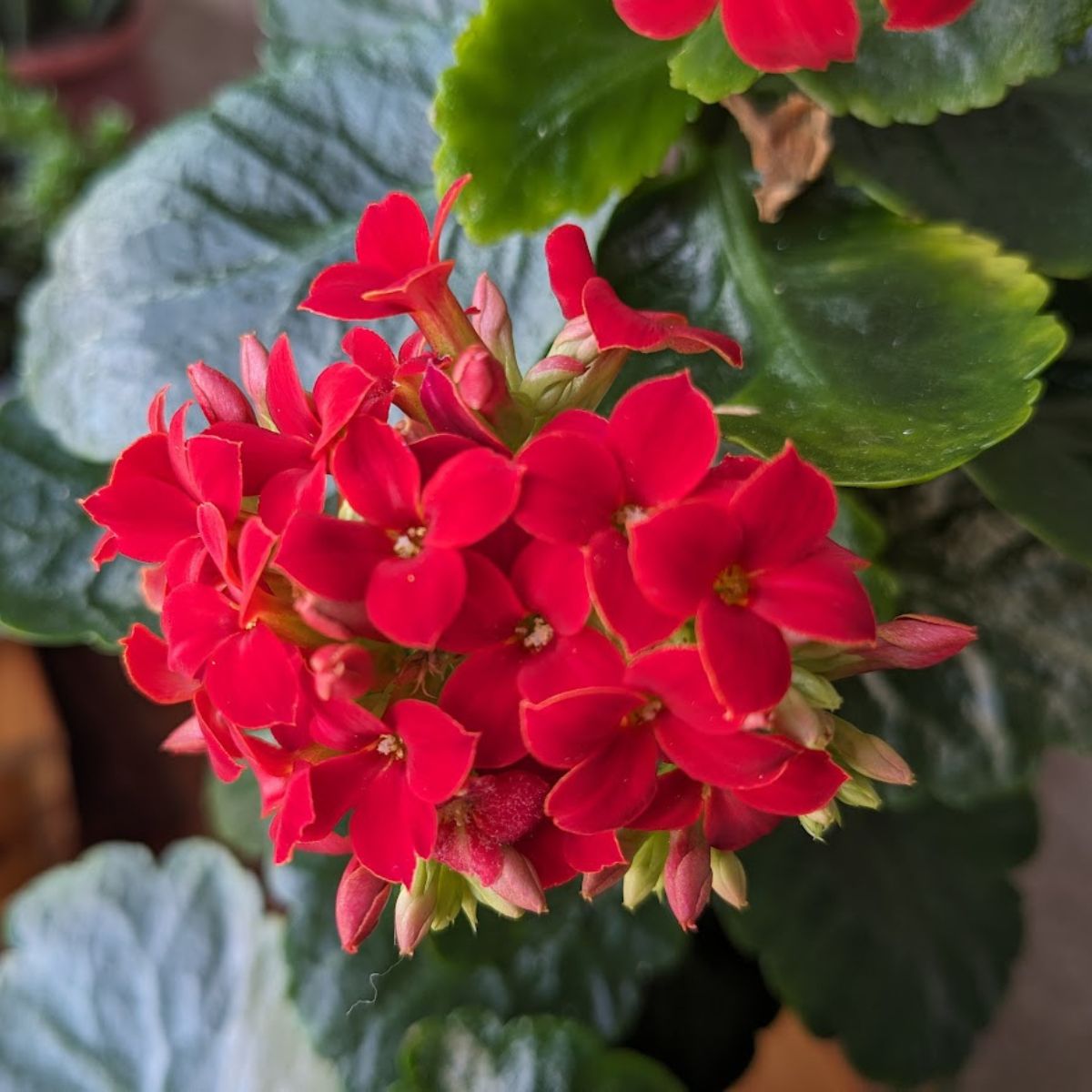 Bright red kalanchoe flowers.