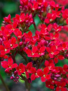 Bright red kalanchoe flowers.