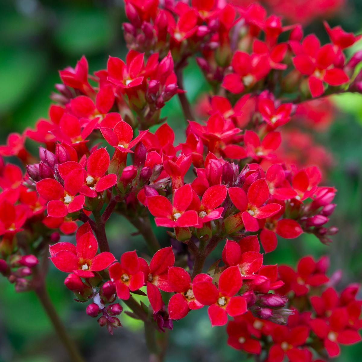 Red kalanchoe blossfeldiana.