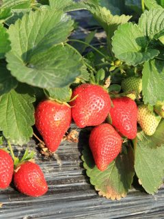 Ripe strawberries ready to be harvested.