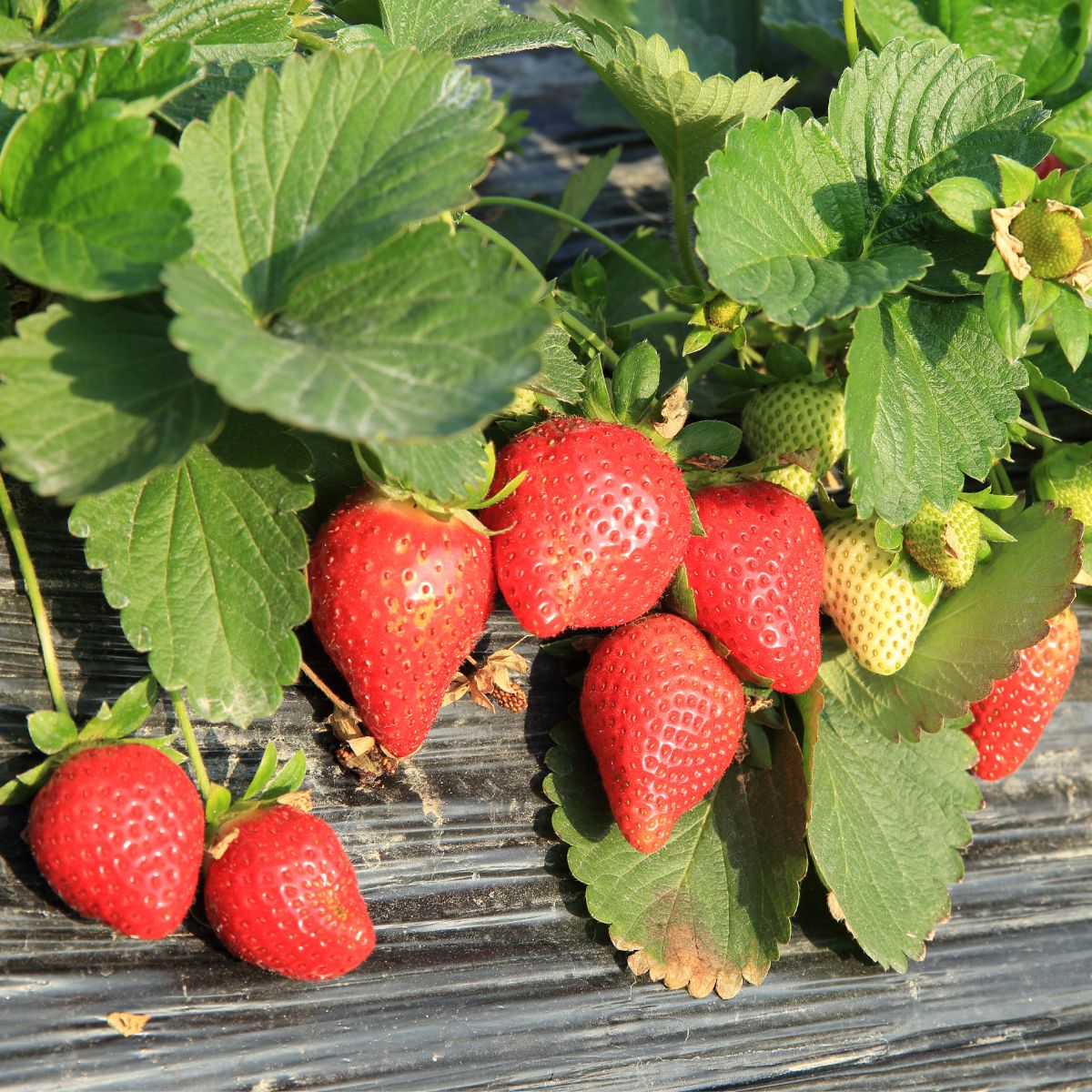 Ripe strawberries ready to be harvested. 