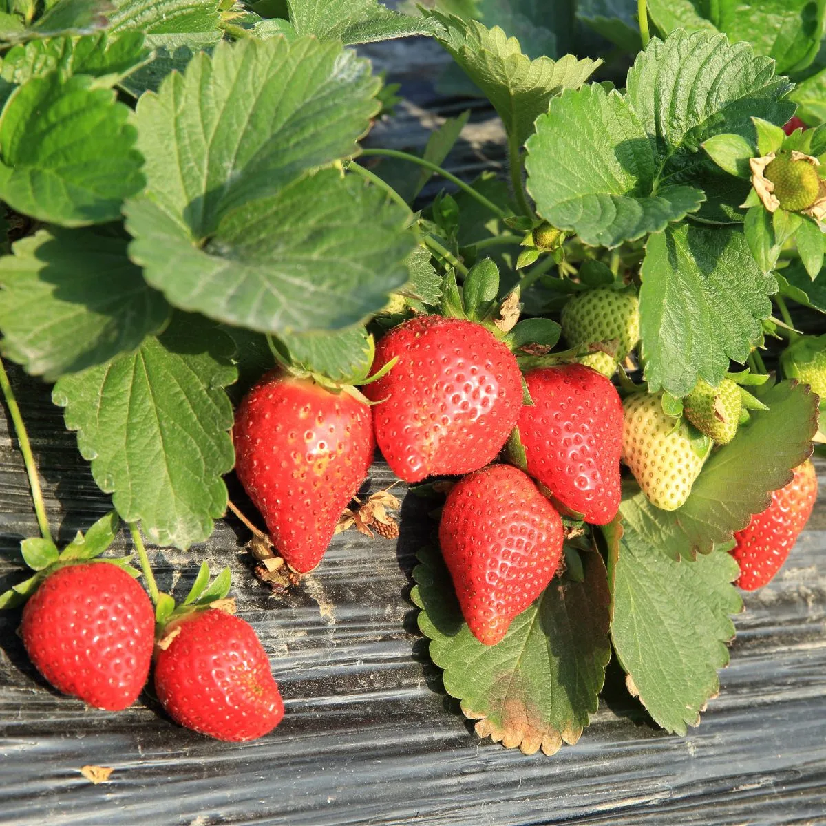 Ripe strawberries ready to be harvested. 