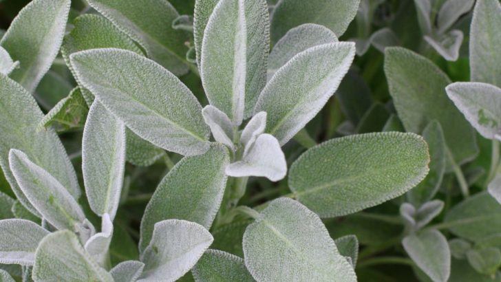 How to Grow Sage in Any Garden