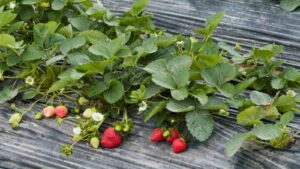 Strawberry plant with flowers and fruit.