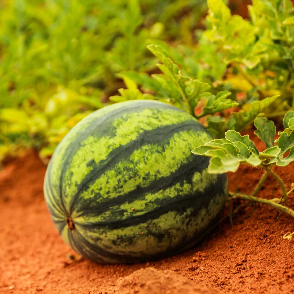 A beautiful striped green melon in the garden.