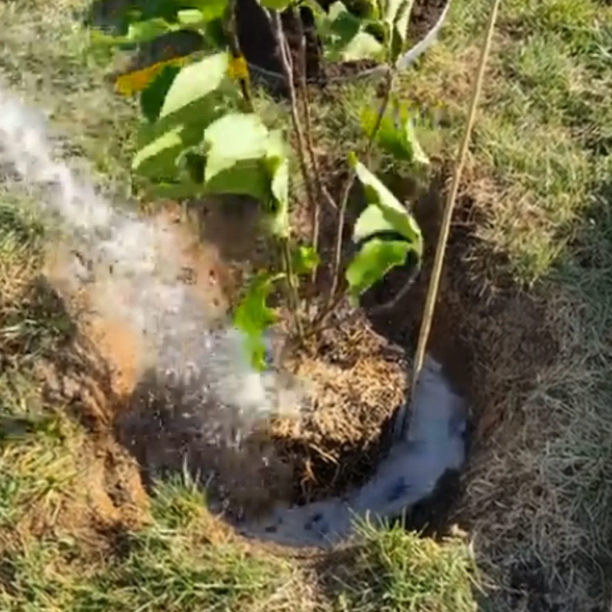 Watering the newly planted tree.