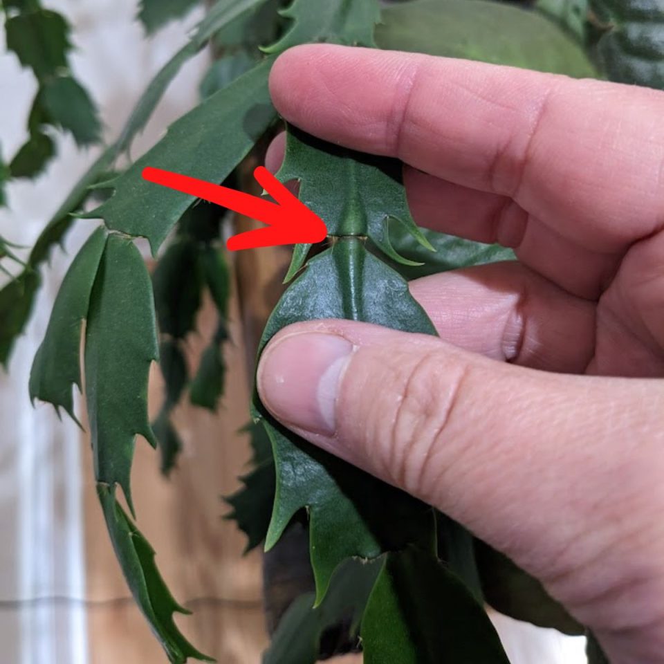 How To Prune A Christmas Cactus (No Green Thumb Required)