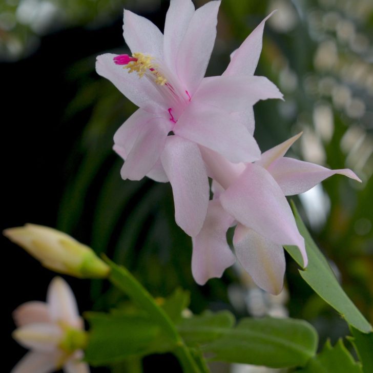 How To Prune A Christmas Cactus (No Green Thumb Required)