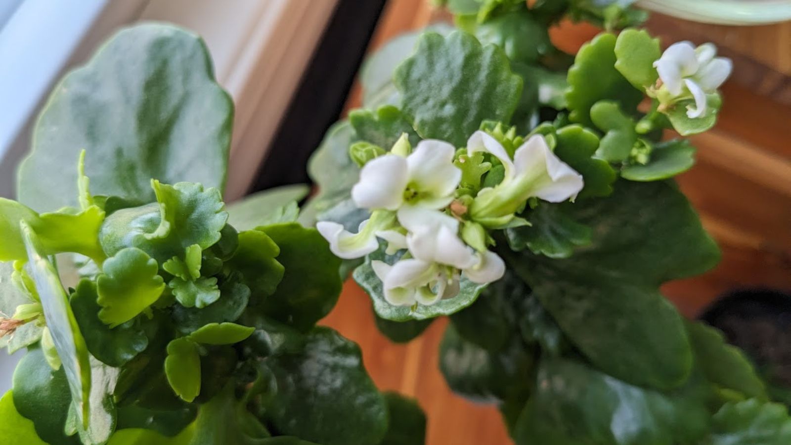 White kalanchoe flowers.