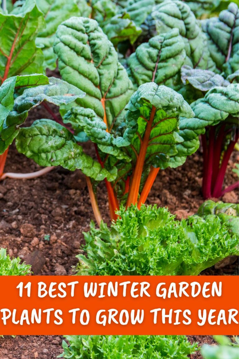 11 Best Winter Garden Plants To Grow This Year