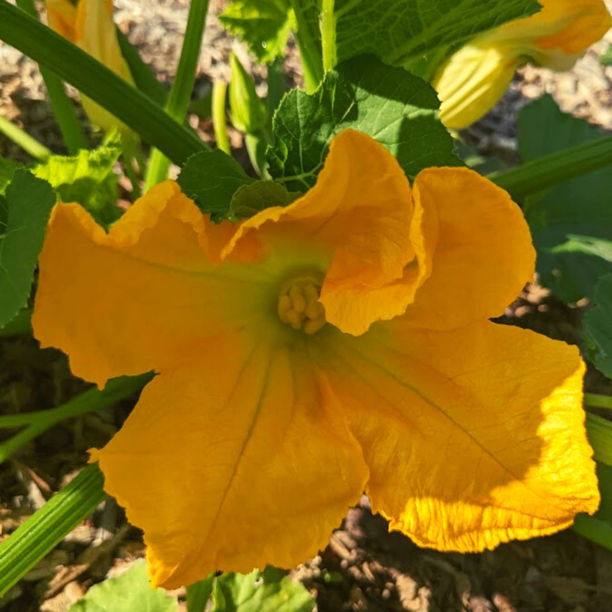 Beautiful, bright zucchini bloom. 