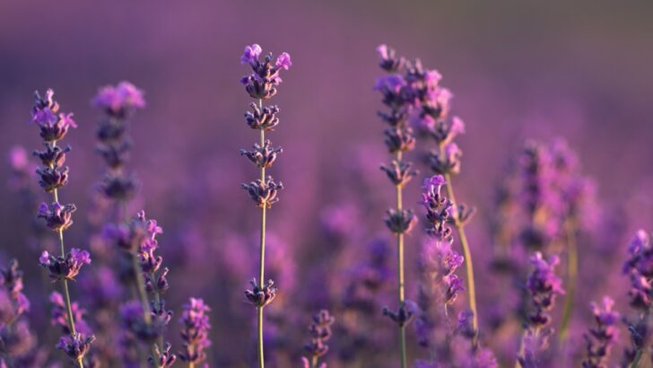 The Best Soil and Fertilizer For Lavender