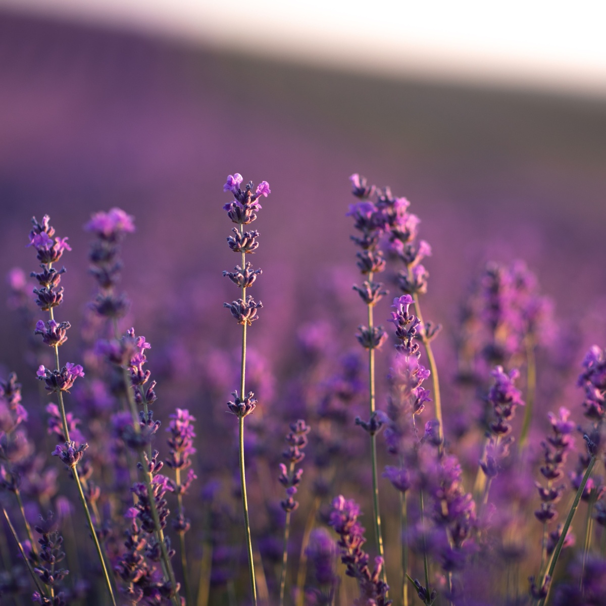 Blooming lavender sprig in the foreground close up Background purple lavender field in blur