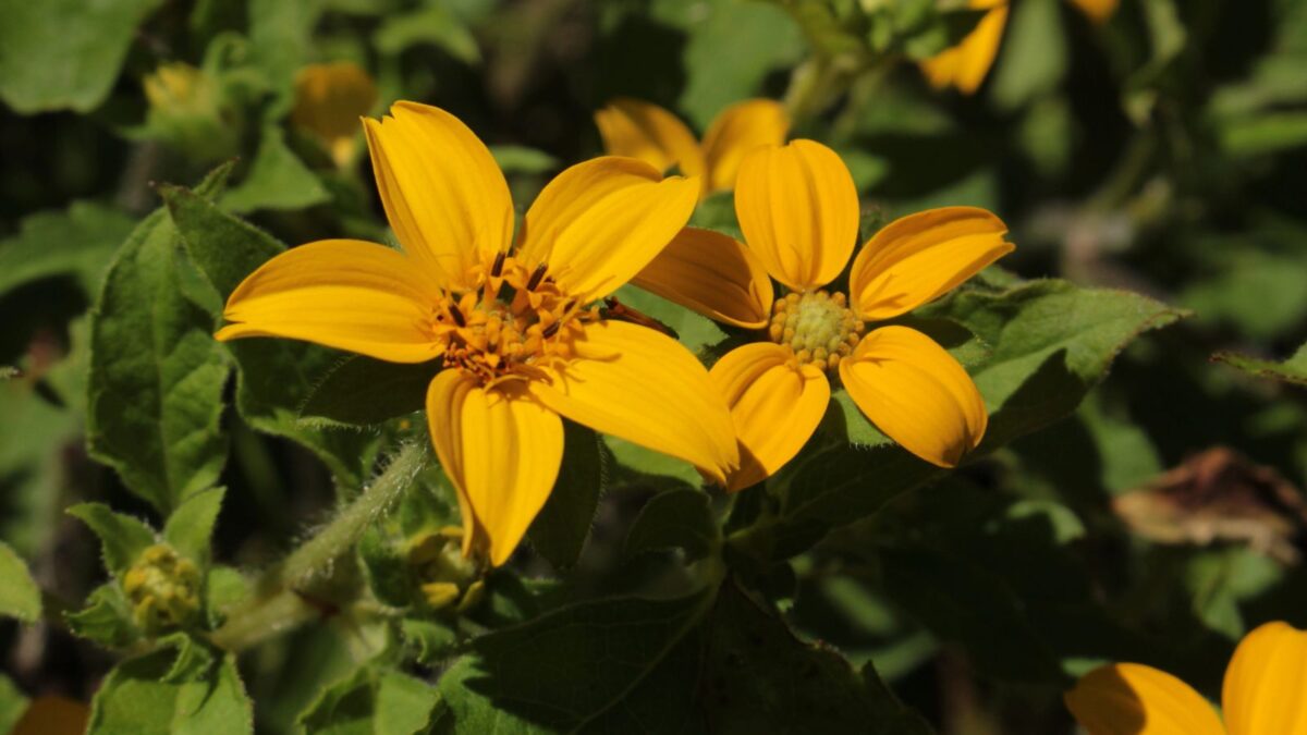 Chrysogonum virginianum flowers.