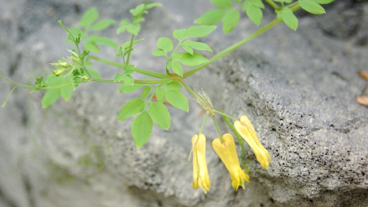 Dicentra scandens - yellow bleeding heart vine.