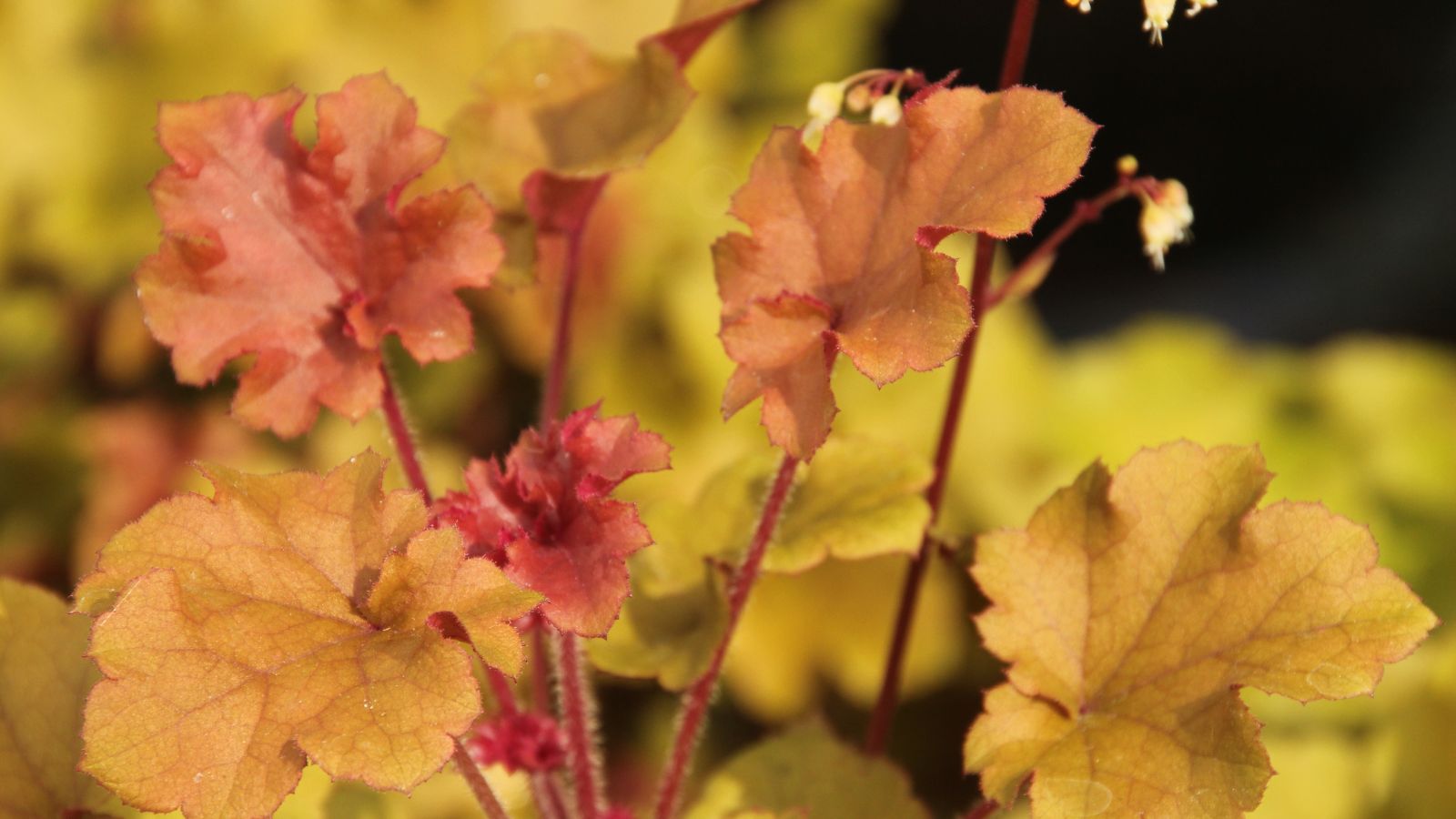 Heuchera Blondie.