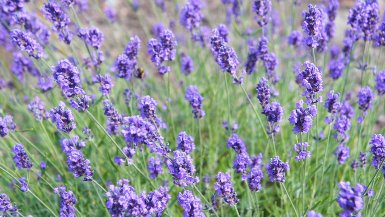 English lavender or lavandula angustifolia melissa lilac purple flowers