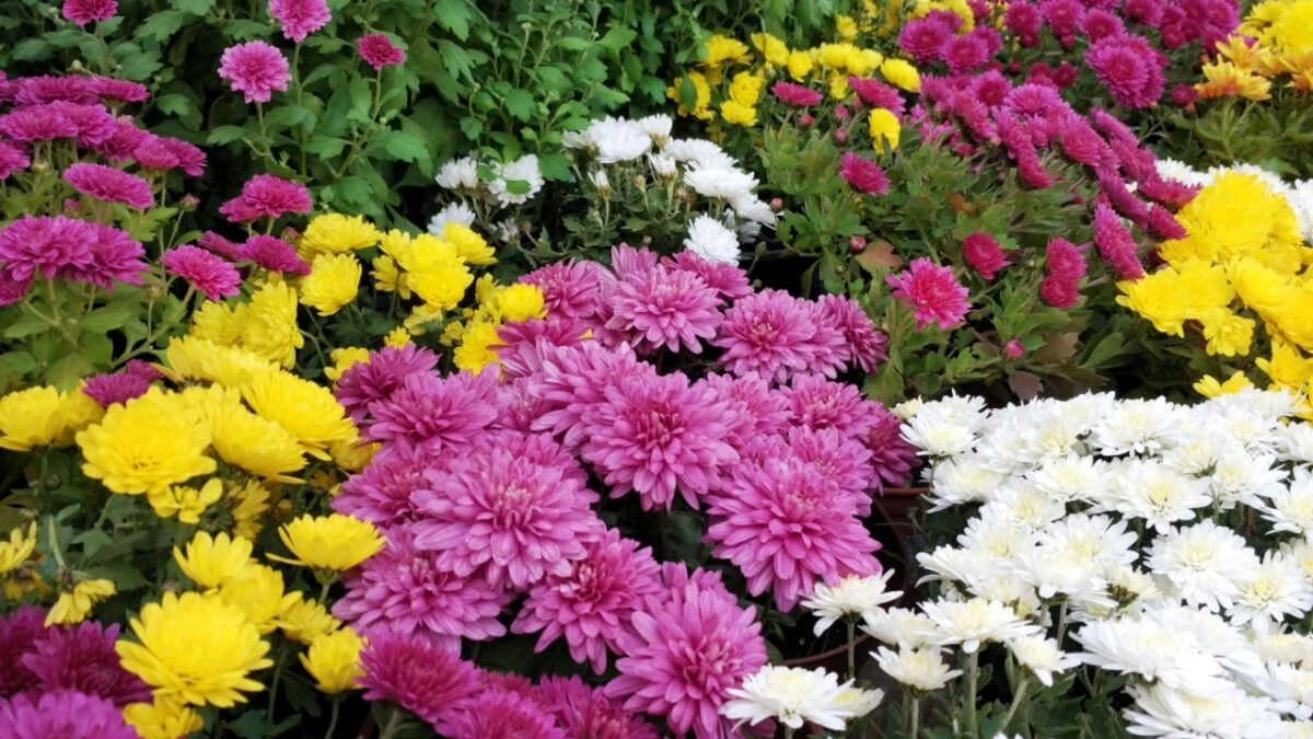 11 Stunning Companion Plants For Mums In The Fall Landscape
