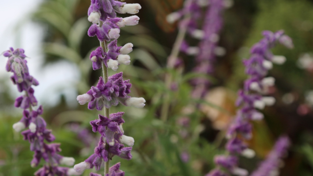 Lavender Lavandula angustifolia Royal Velvet, shaggy lilac and white flowers