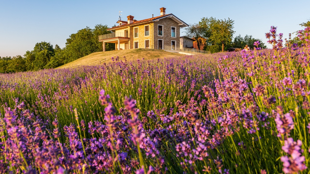 Lavander fields in Sale San Giovanni, village in Piedmont, called Little Provence for the blooming