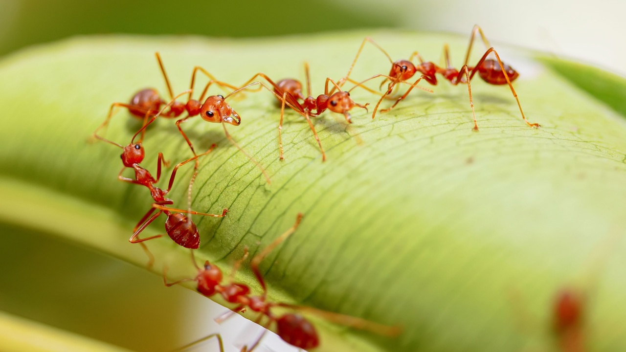 Close-Up Of Fire Ants On Leaf