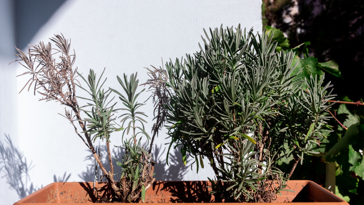 Lavandula angustifolia - English Lavender in a pot with half of the plant alive, half dead stems