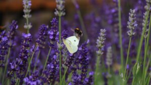 Cabbage leafhopper and bumblebee in a background of lavender