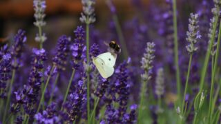 Cabbage leafhopper and bumblebee in a background of lavender