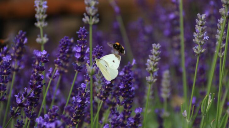 Frustratingly Common Lavender Problems and How to Solve Them
