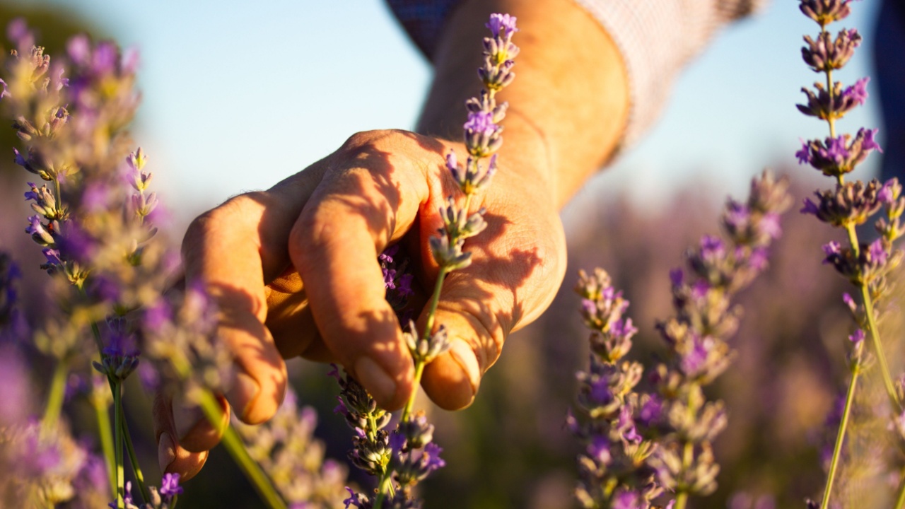 A male gardener grows fragrant purple lavender shrubs to produce lavender oil. Care of plants, flowers, gardening. A man's hand reaches out to a branch of lavender blossoms to pluck the flowers.