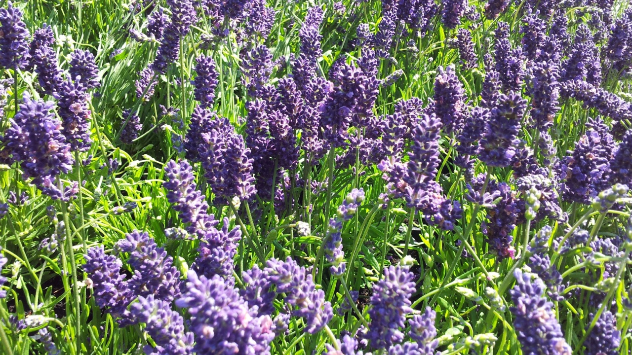 Fragrant, purple flowers of English Lavender Lavandula angustifolia 'Munstead'