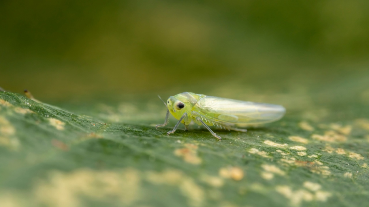 leafhopper in the wild state