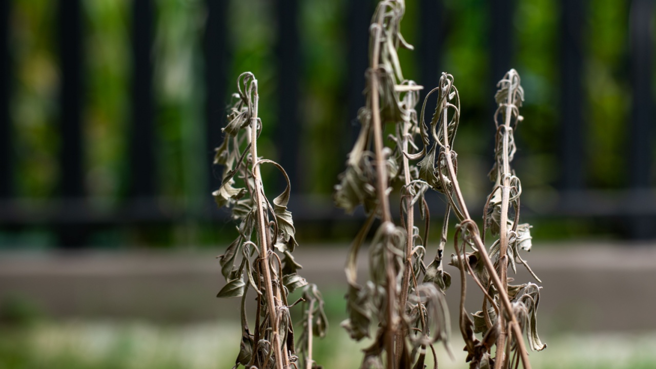Close-up of dried dying Spanish Lavender Plant