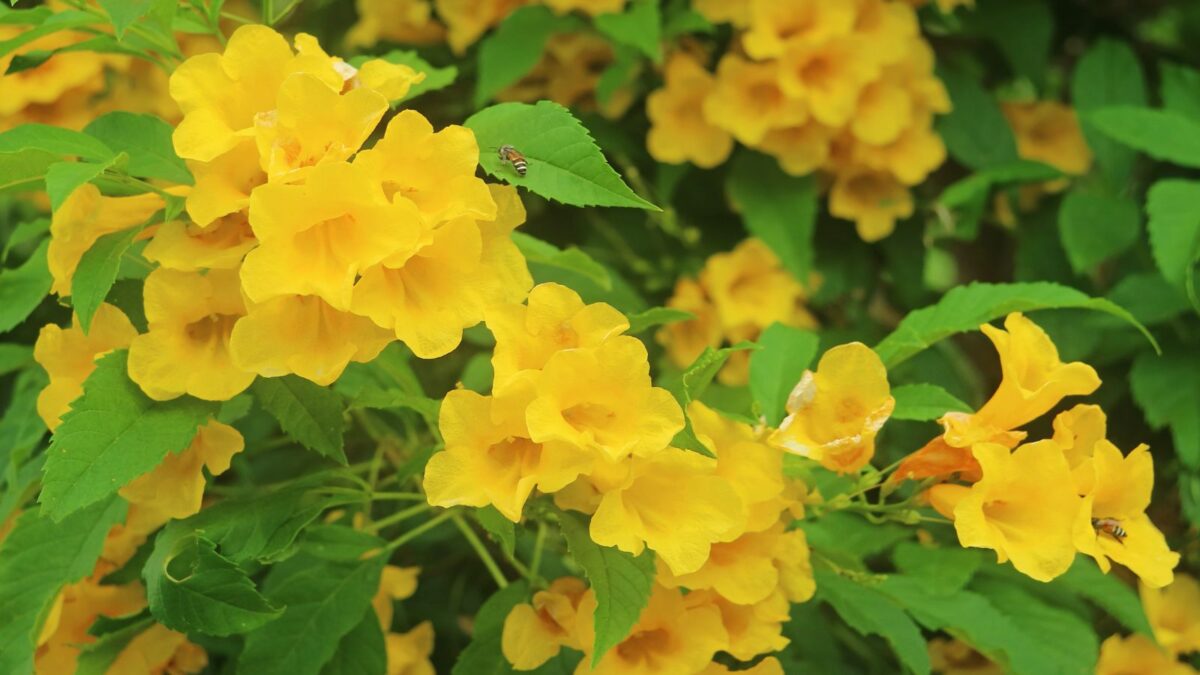 CHUXAY GARDEN Tecoma Stans-Yellow Trumpetbush,Yellow Bells,Yellow Elder,Ginger-Thomas 10 Seeds Flowering Trumpet Vine A Showy Attractive Long-Blooming Accent Shrub Low-Maintenance Tecoma stans yellow flowers.