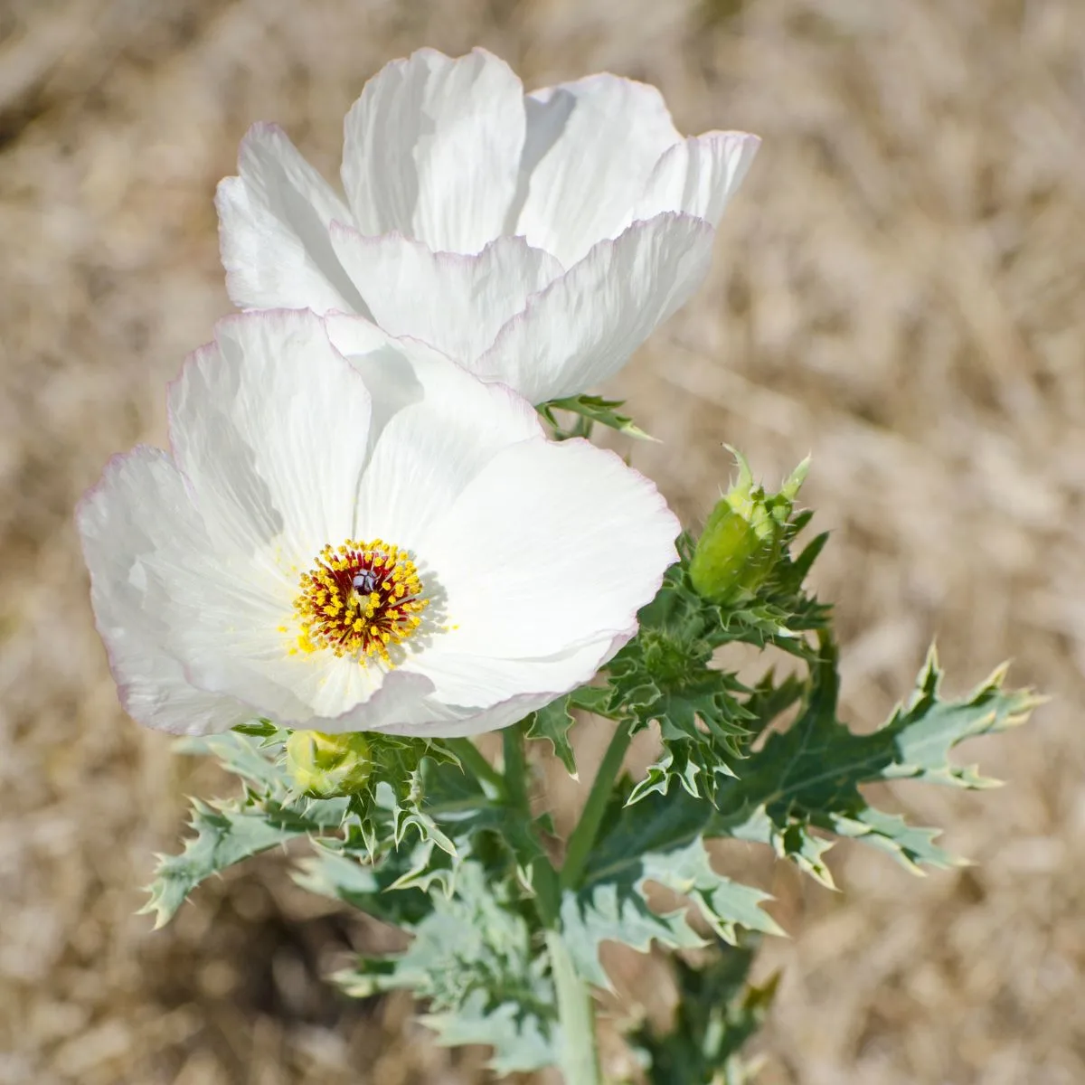 White argemone glauca - pua kala flowers.