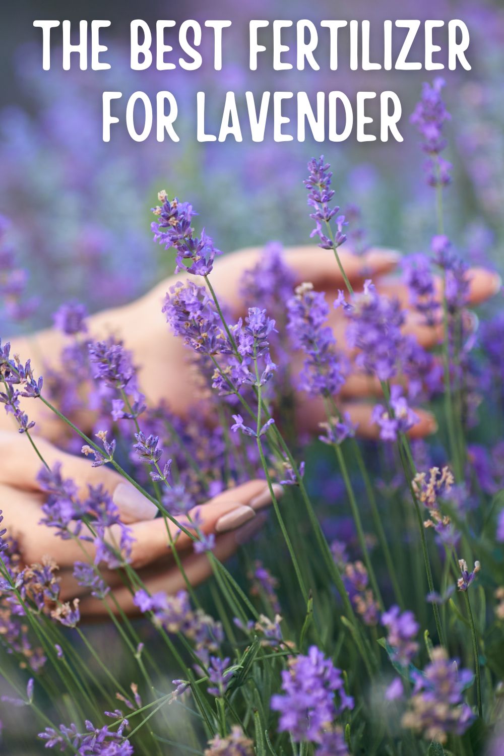 The best fertilizer for lavender.