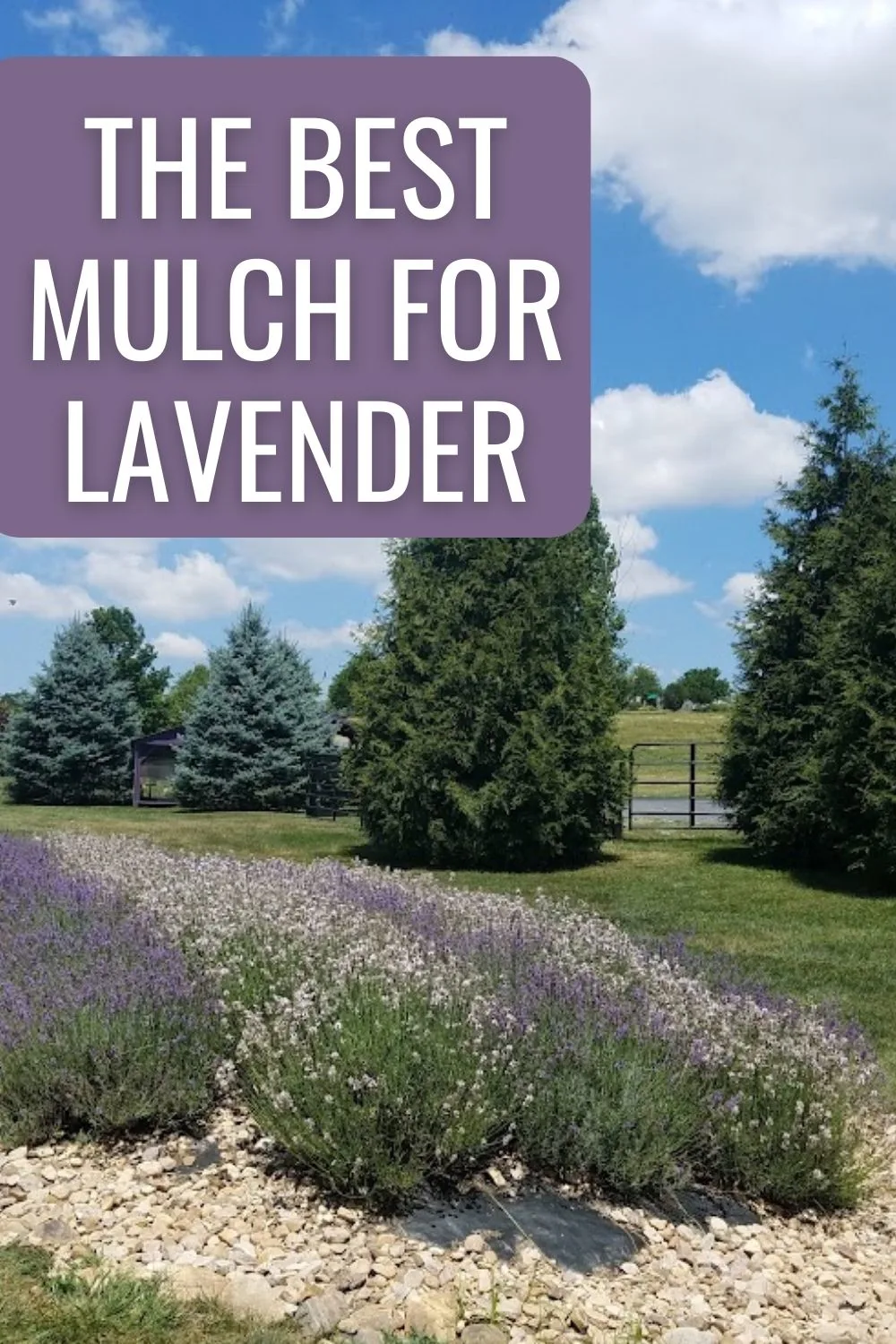The best mulch for lavender.