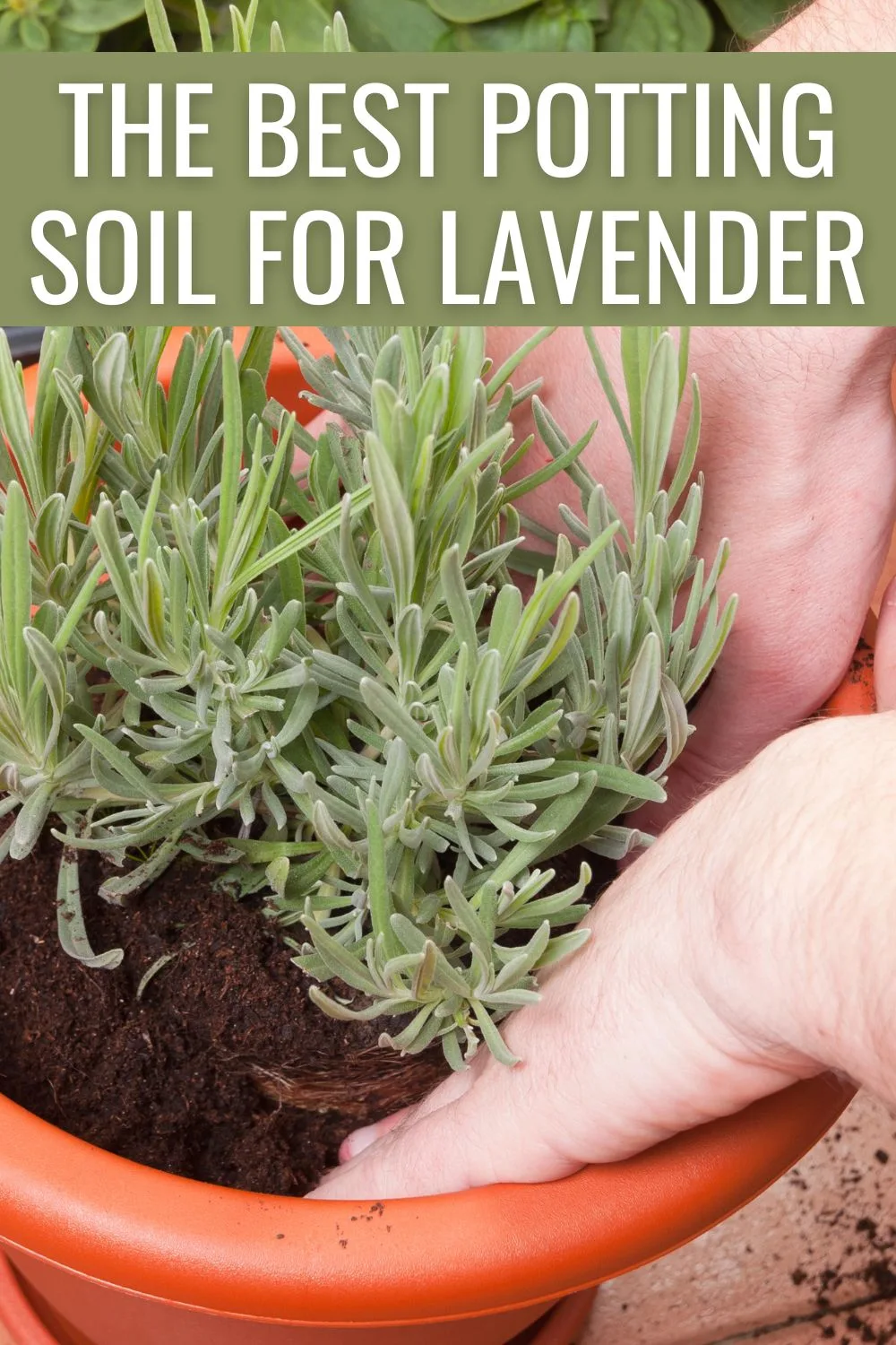 The best potting soil for lavender.