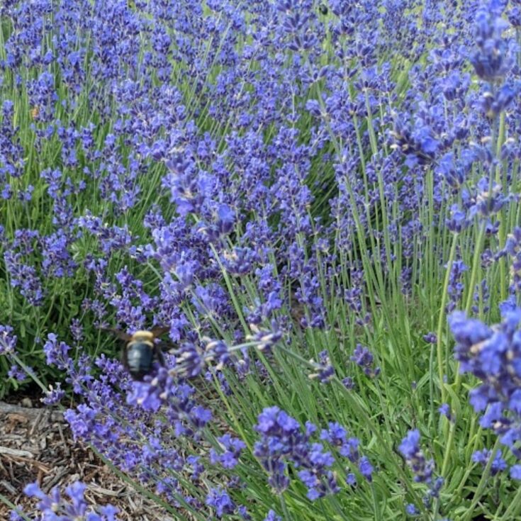 A bee frolicking around my lavender flowers.