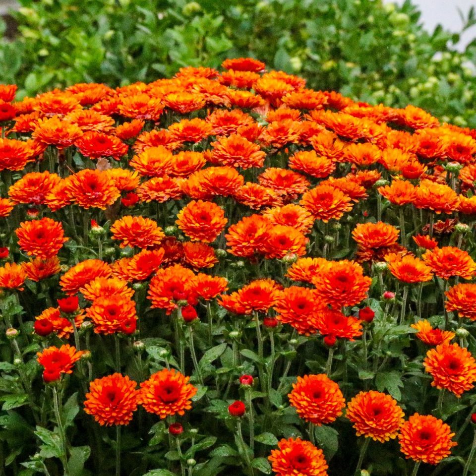 How To Grow Chrysanthemums A Stepbystep Guide