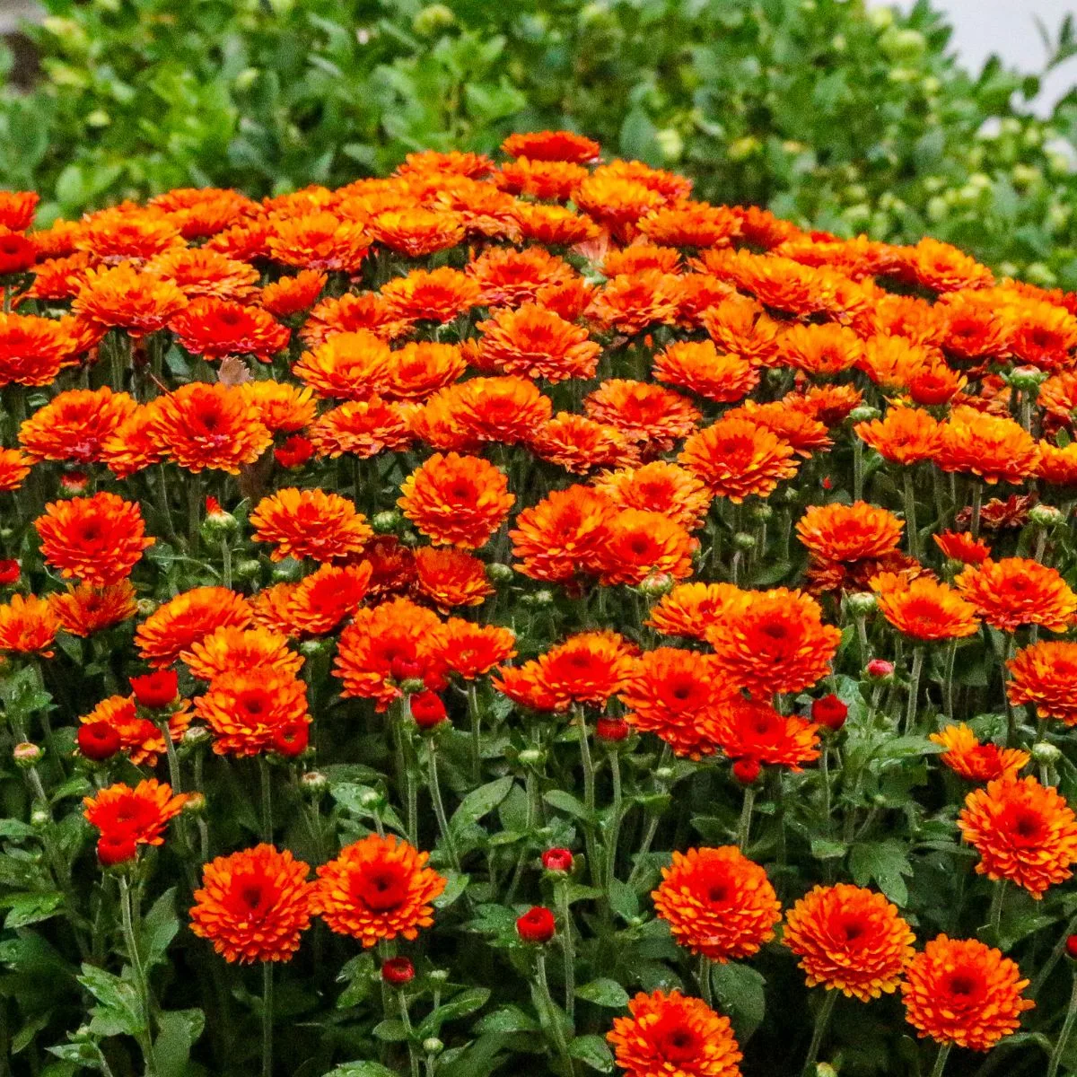 Bright orange chrysanthemum flowers.