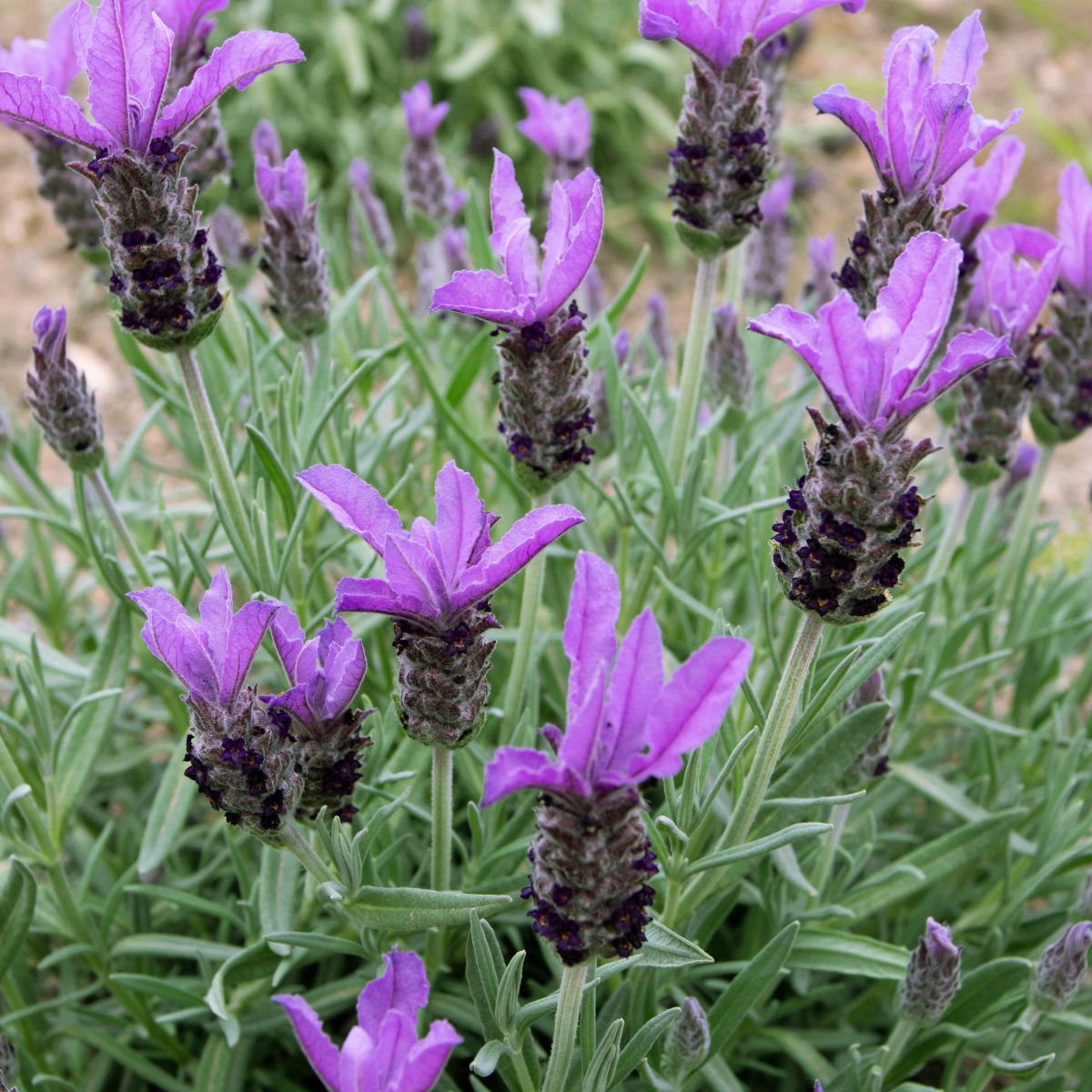 Bright purple lavender flowers.