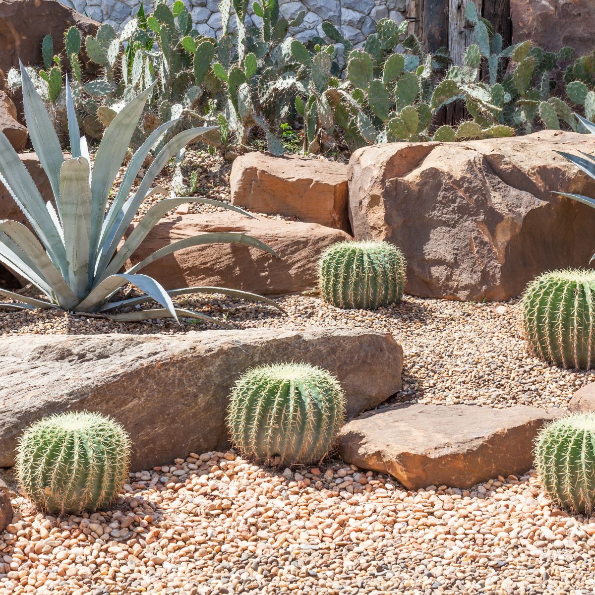 Round, poky cactus plants dotting a rock garden with small pebbles and large stone slabs. 