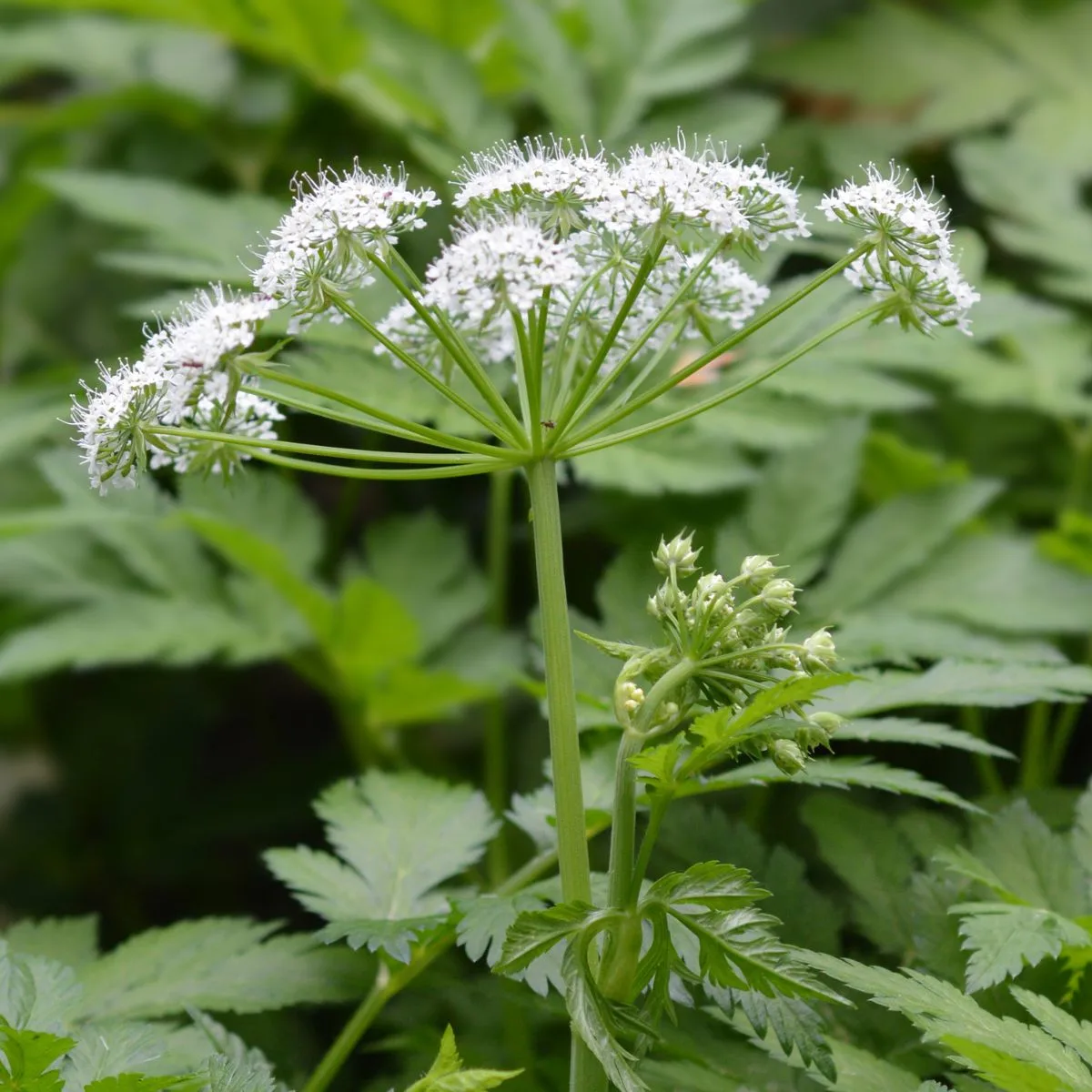 Chervil flowers.