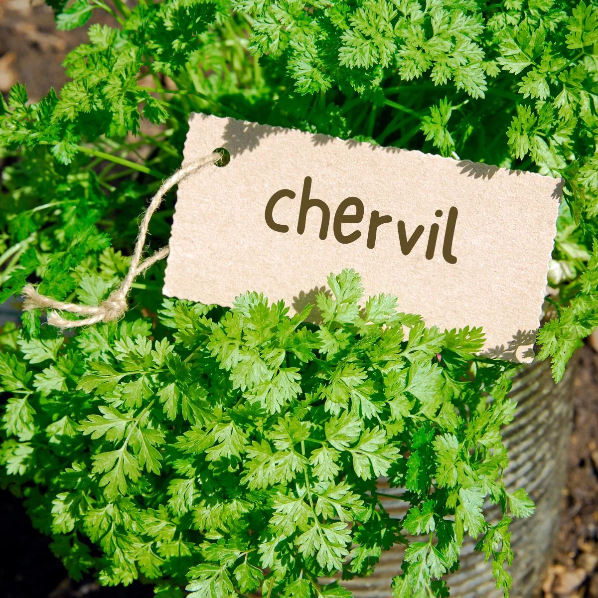 Chervil growing in a pot.
