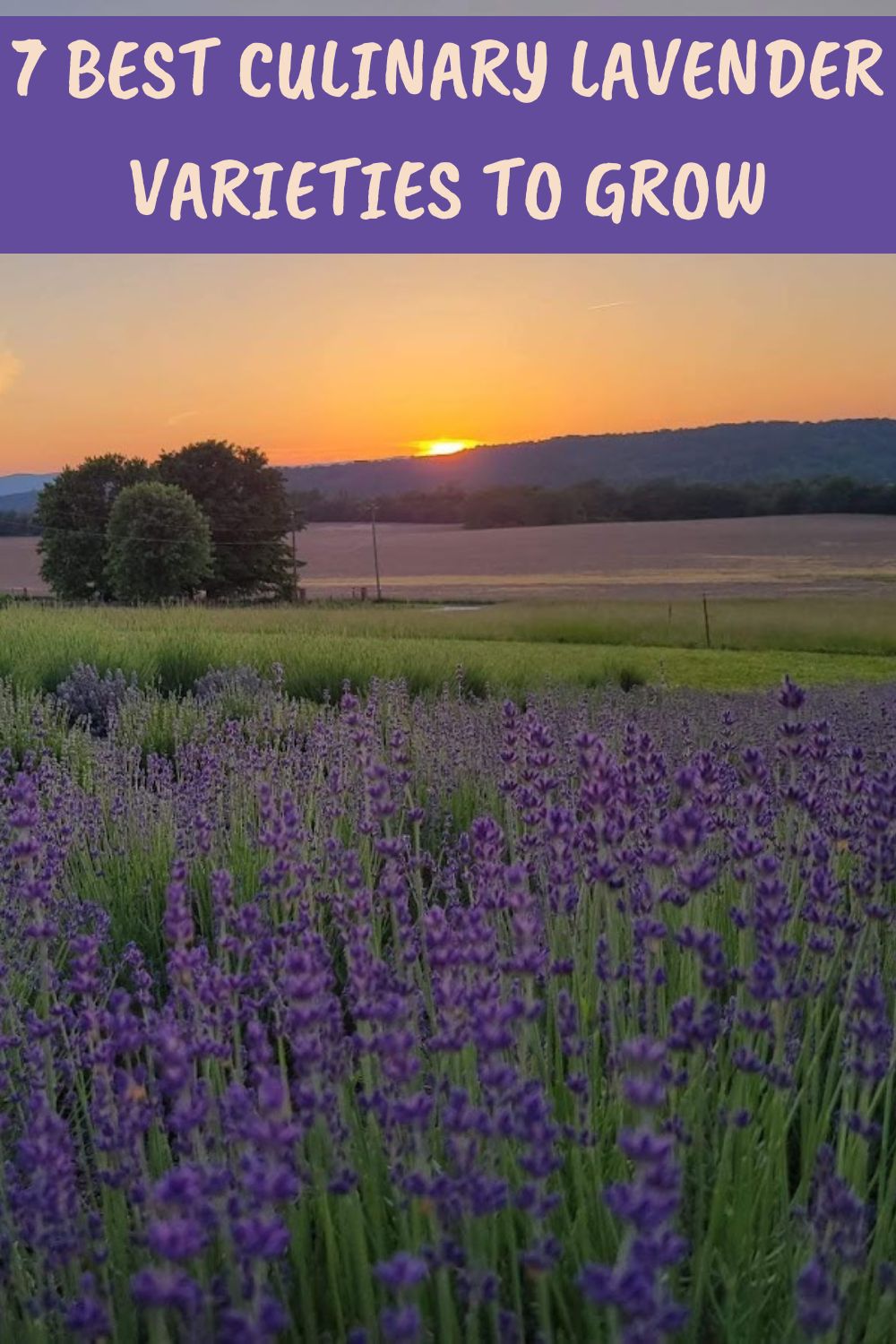 7 best culinary lavender varieties to grow.