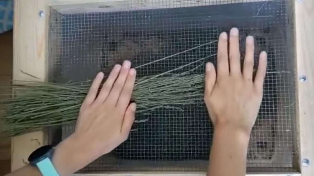 Woman's hands are de-budding lavender, rubbing dried plants against a wire mesh.