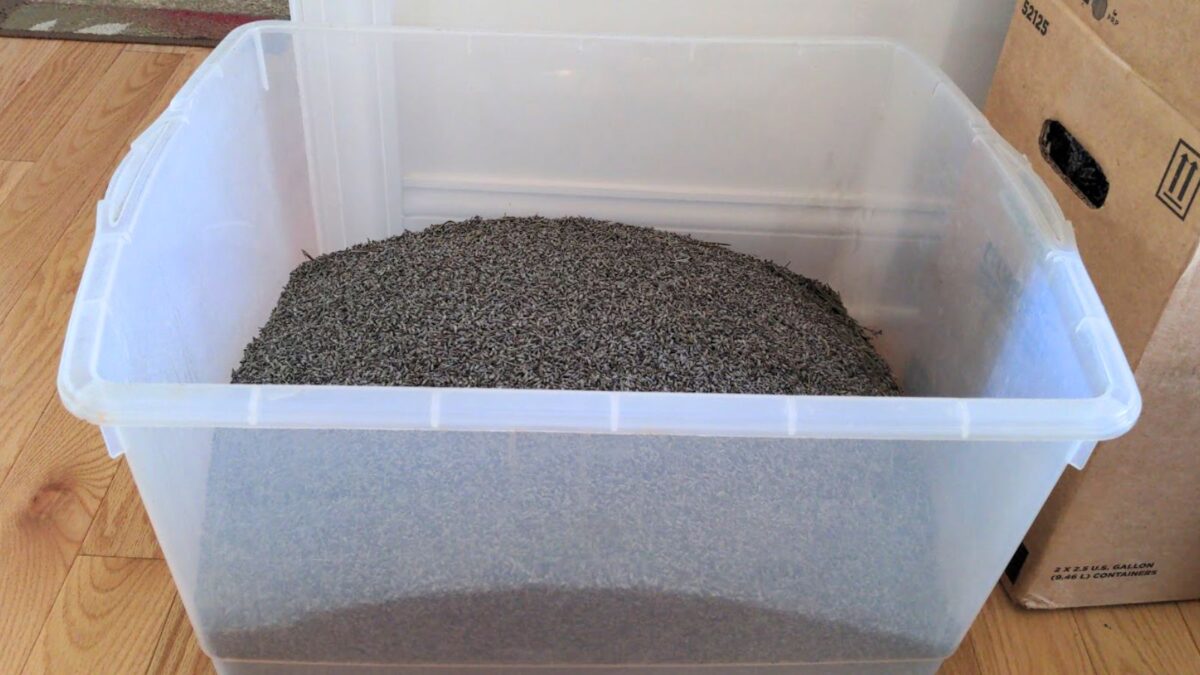 Dried lavender buds in a plastic bin.