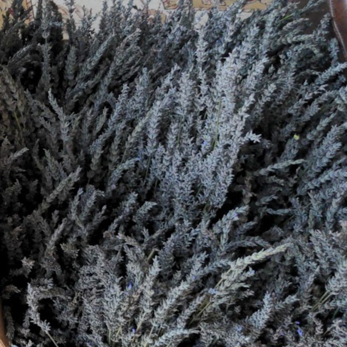 Dry lavender bunches in a box.